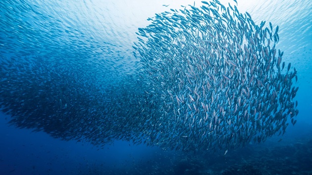 Blue Foods: The role of seafood in feeding a growing global population
