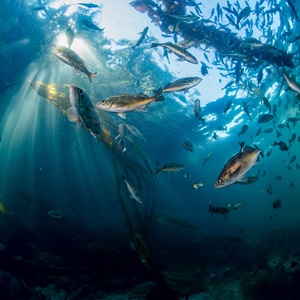 ...MORE FISH