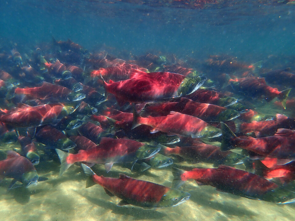 Sockeye salmon swimming underwater