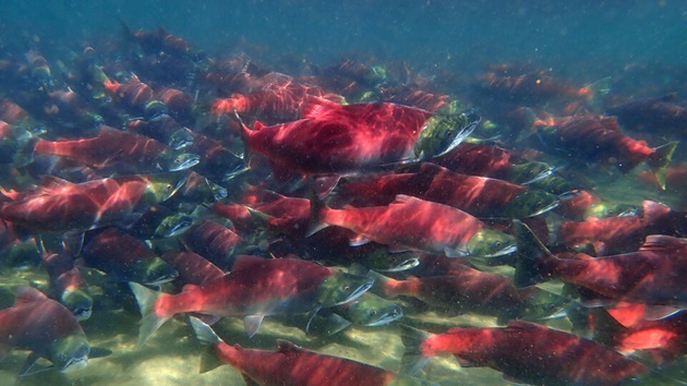 Learn about sustainable fishing