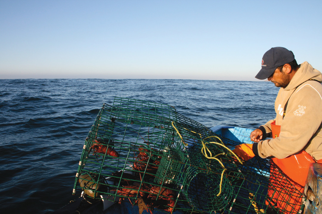 Red rock lobsters in traps on a fishing boat