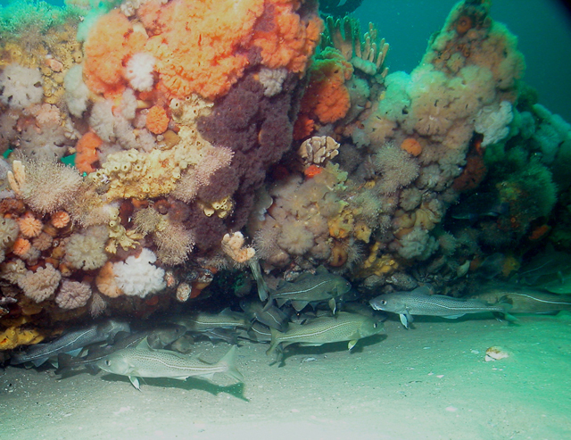 Several cod swimming just above the sea floor next to pink and orange coral