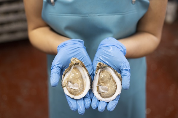 oyster hands close up Close up of person with blue gloves on holding two halves of an oyster