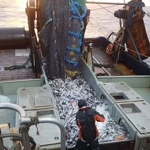 Pacific Hake Mid-Water Trawl