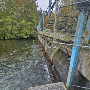 Walcan Quinsam River Pink Salmon fishery