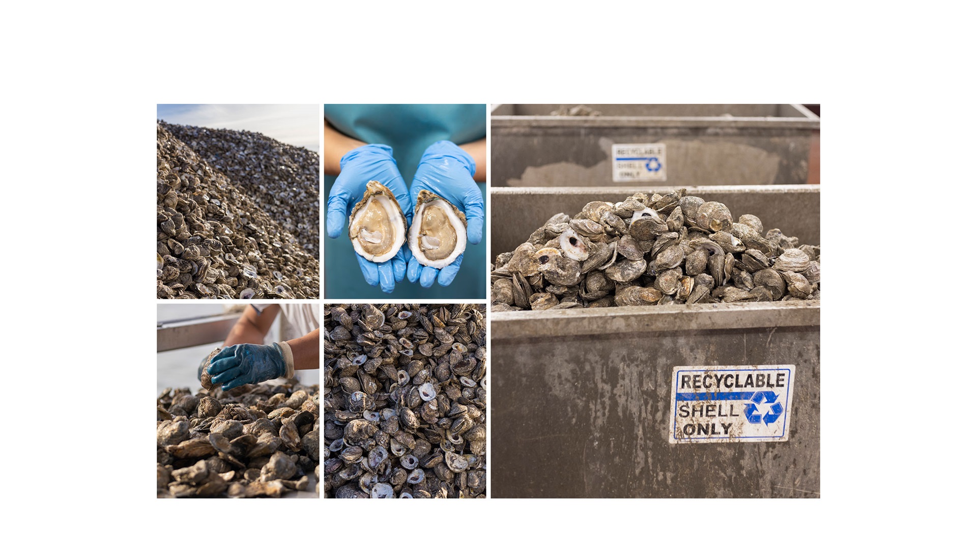 A collage of oysters in shells