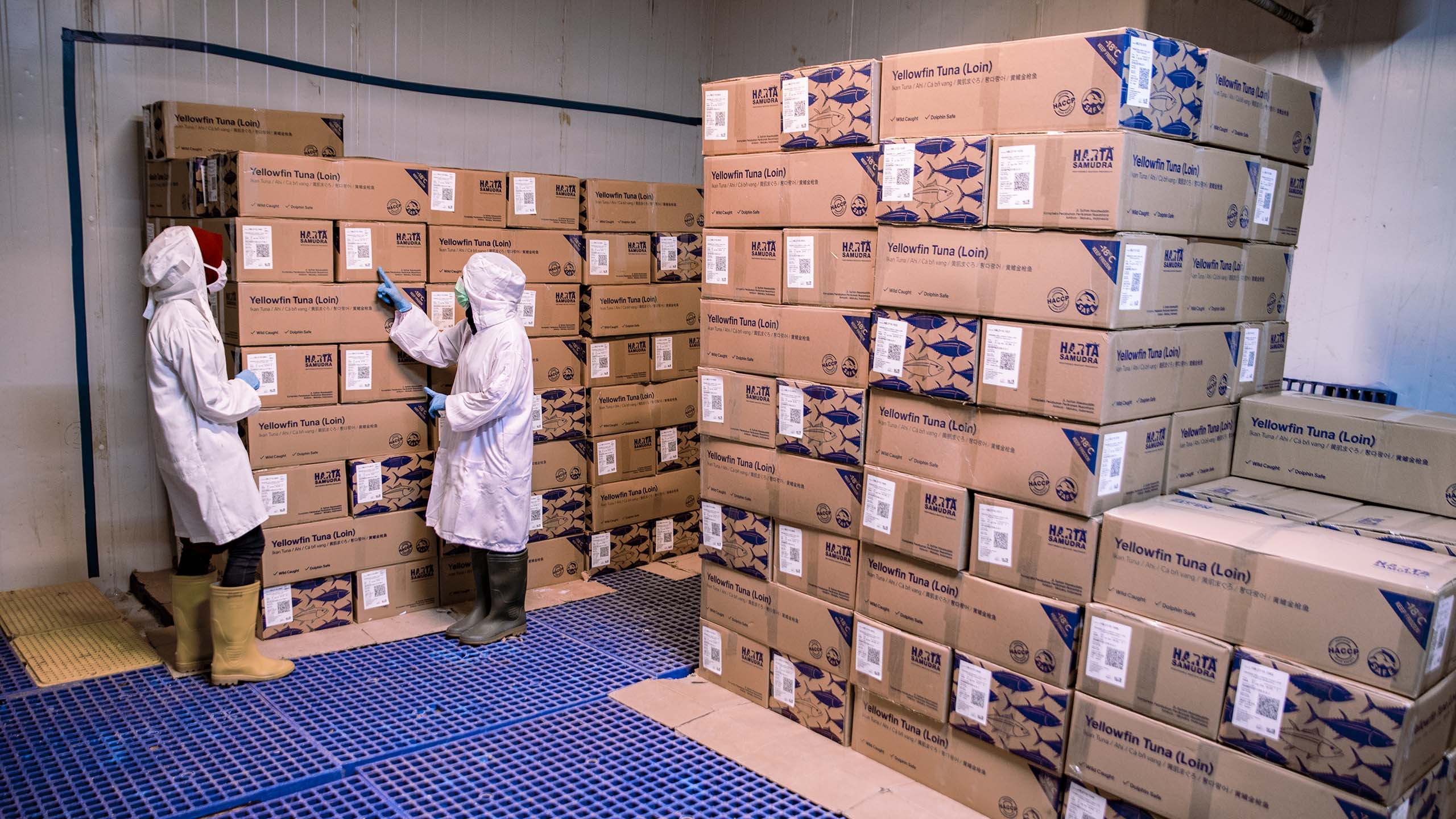 Boxes of frozen tuna