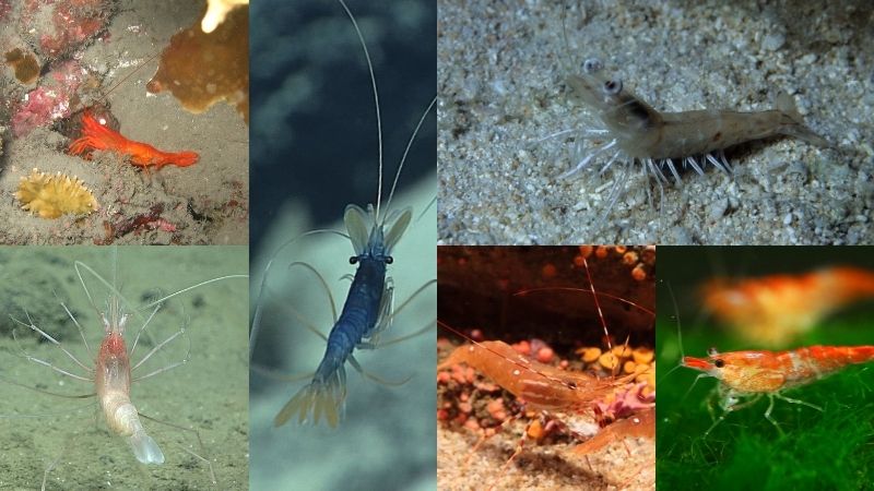 A collage of shrimp underwater