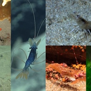 Are shrimp and prawns the same thing?
