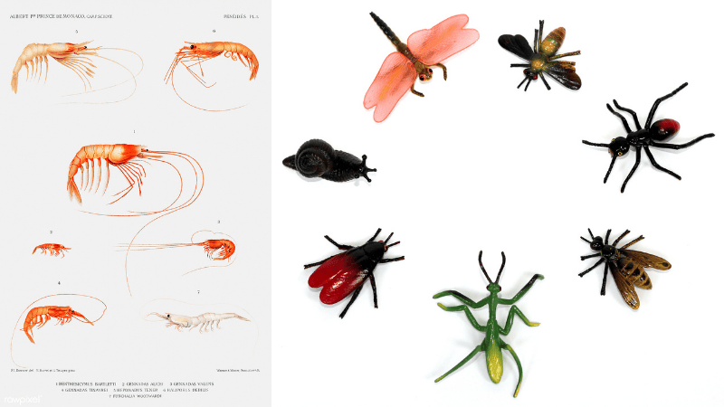Vintage shrimp species poster on left, bug illustrations on right