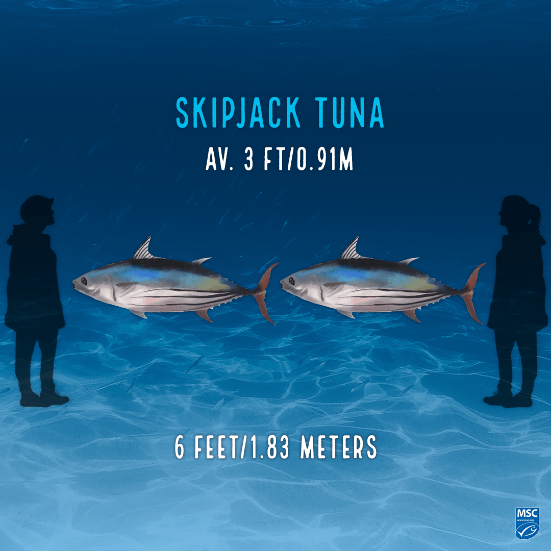 Illustration of two skipjack tunas; upper text reads 