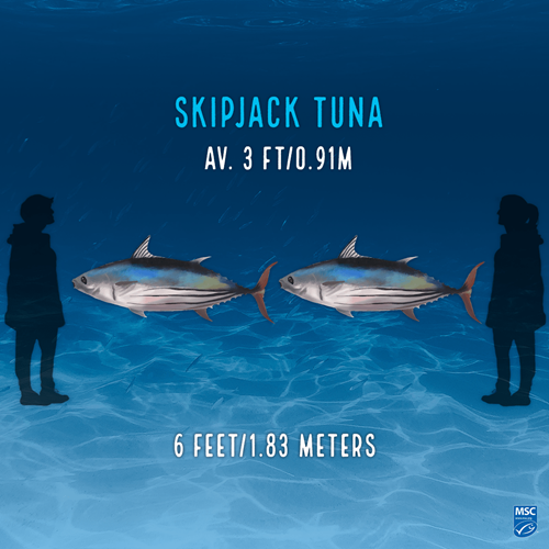 Illustration of two skipjack tunas; upper text reads 