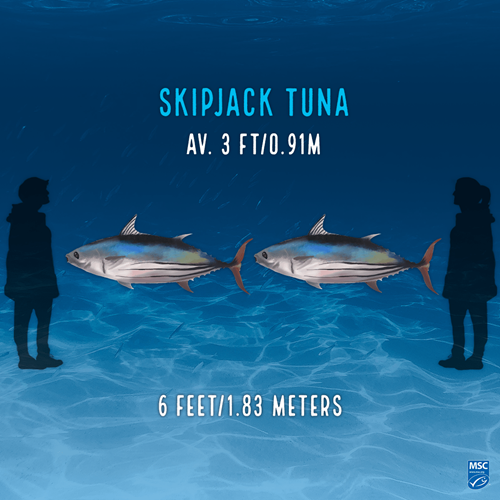 Skipjack Tuna_Social Illustration of two skipjack tunas; upper text reads
