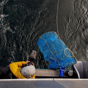 How Slinkies Have Revolutionized the Black Cod Fishery