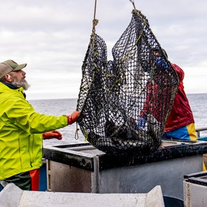 Sablefish (Added to Halibut Certificate)