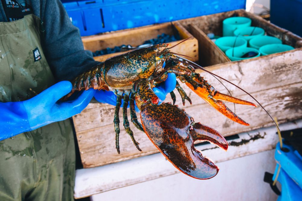 Sustainable lobster fishing A lobster fisher in PEI holding an Atlantic lobster