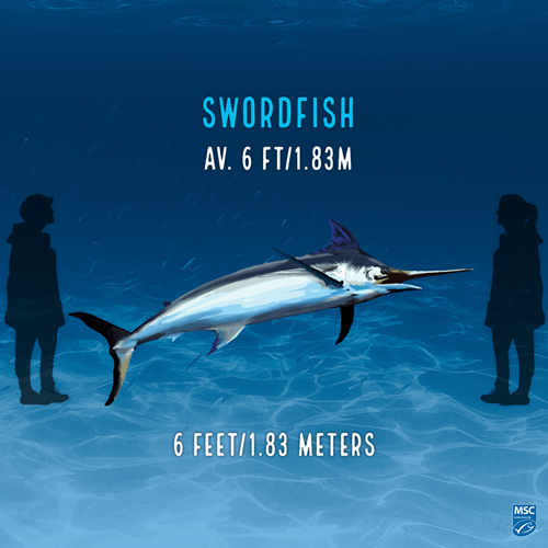 Illustration of Swordfish on blue background; upper text reads 