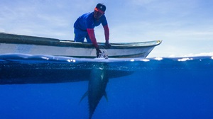 Handline tuna fisher hauling yellowfin out of water
