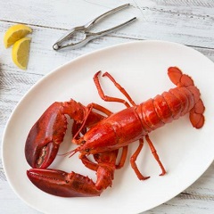 MSC15676-Edit_Lobster_low res MSC15676-Edit_Lobster_low res