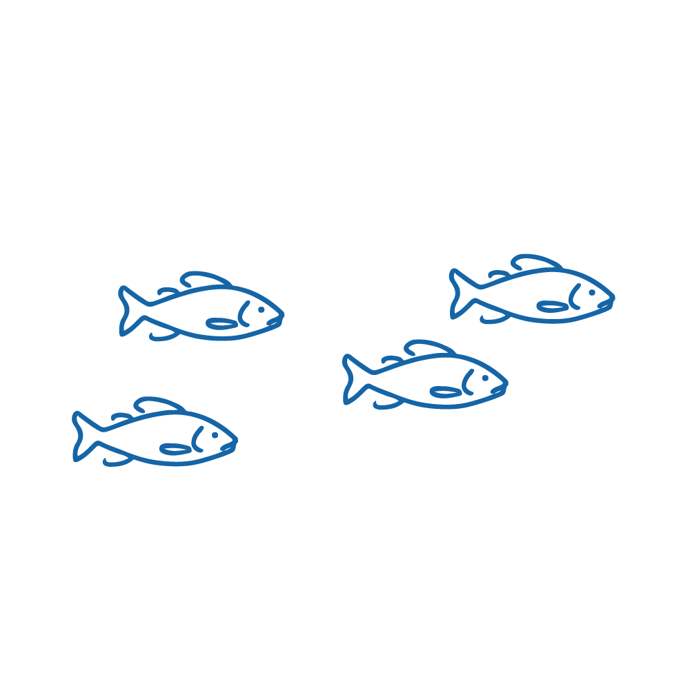 Fish illustration