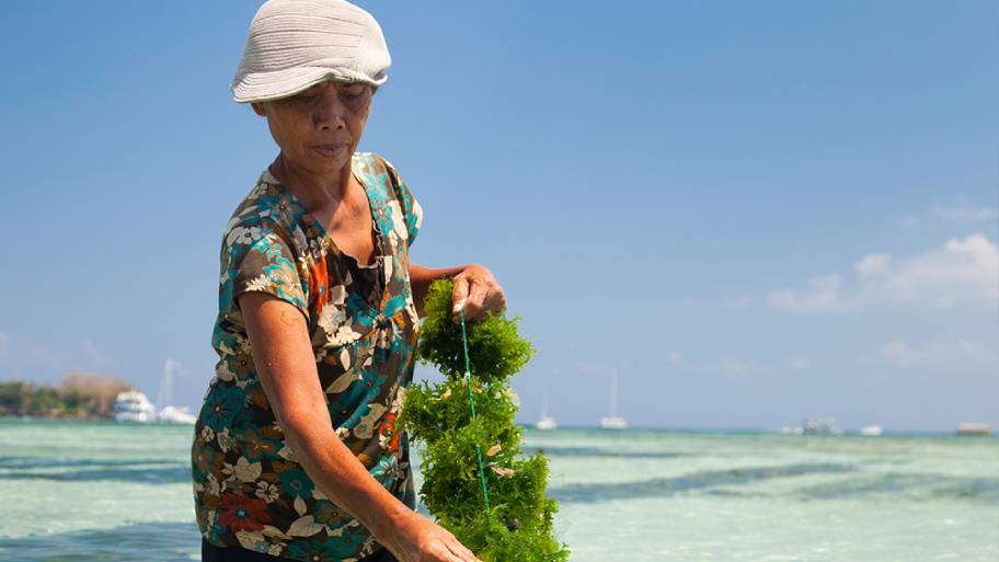 Why we are excited about certified seaweed