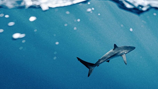 Deep dive on sharks