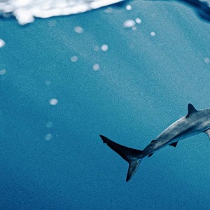 Sustainable Fisheries Can Save Sharks. Here’s How.