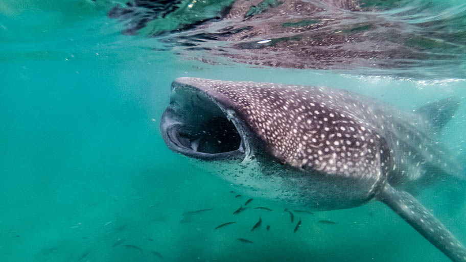 Whale Shark Underwater