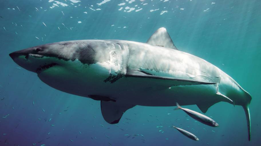 Shark swimming with small fish