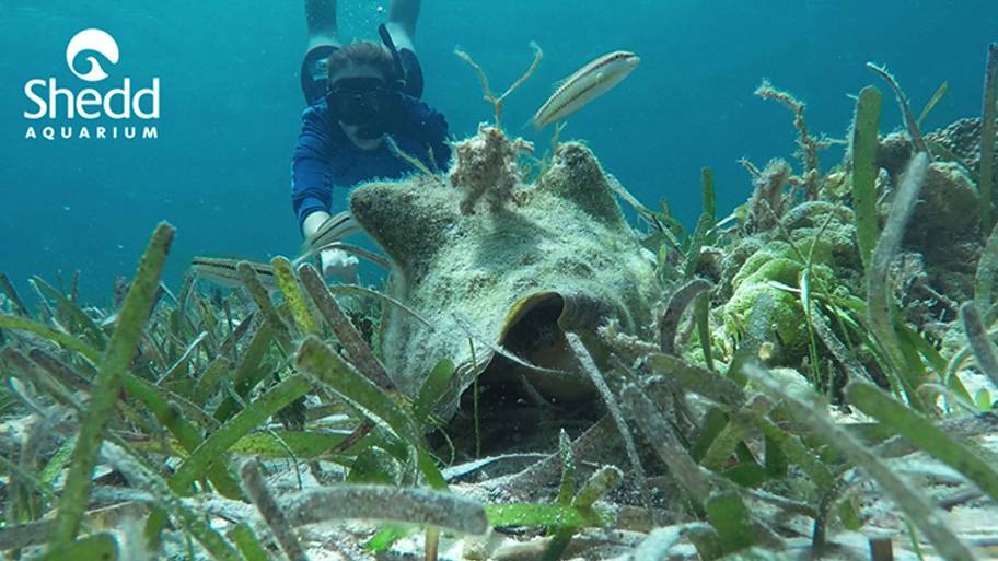 Bahamanian Researcher reaching for conch