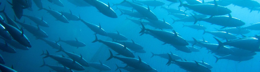 school of tuna