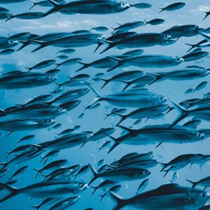 Sustainable Fishing Means More Fish