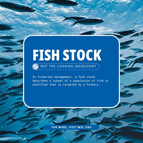 Definition of fish stock on a blue box over a background of schooling fish