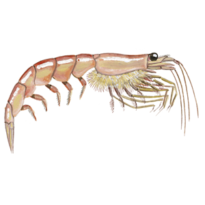 Antarctic Krill: From Whale Food to Omega-3 Supplements