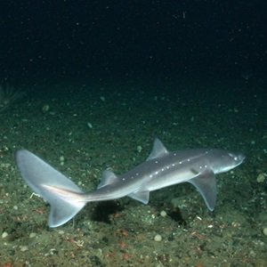 Sustainable Shark Fisheries Exist—And They’re Key to Conservation