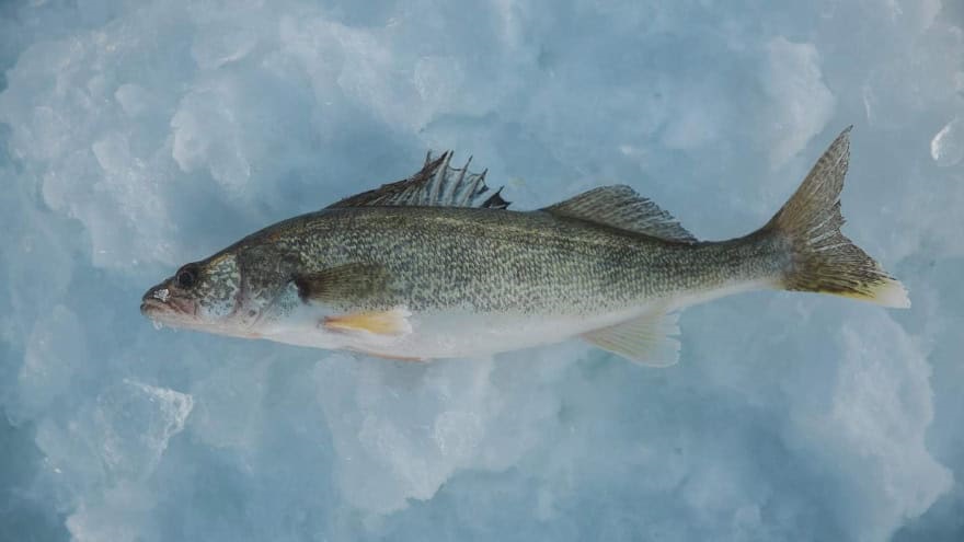 Pickerel - Fish in a cold climate