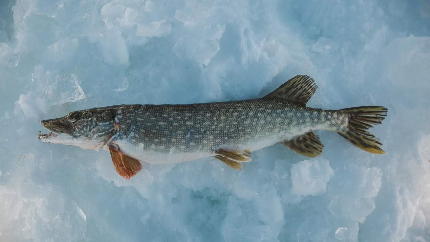 Pike - Fish in a cold climate
