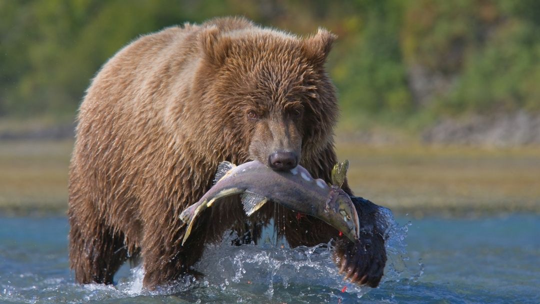 Bear with freshly caught salmon