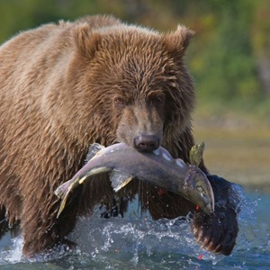 What do all the Fat Bear Week winners have in common?