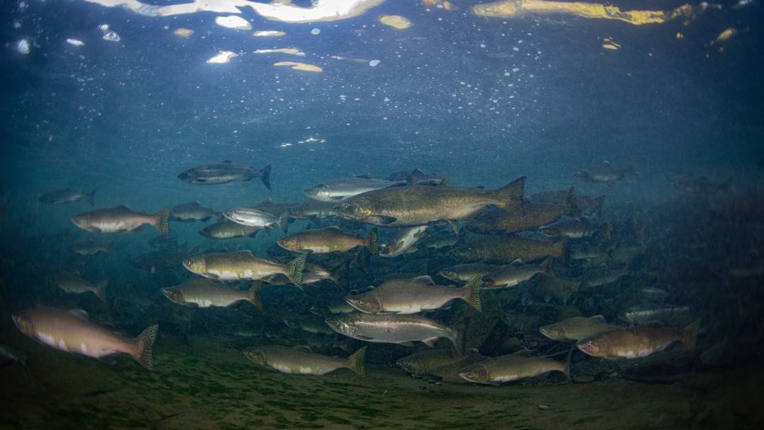 Coho salmon underwater