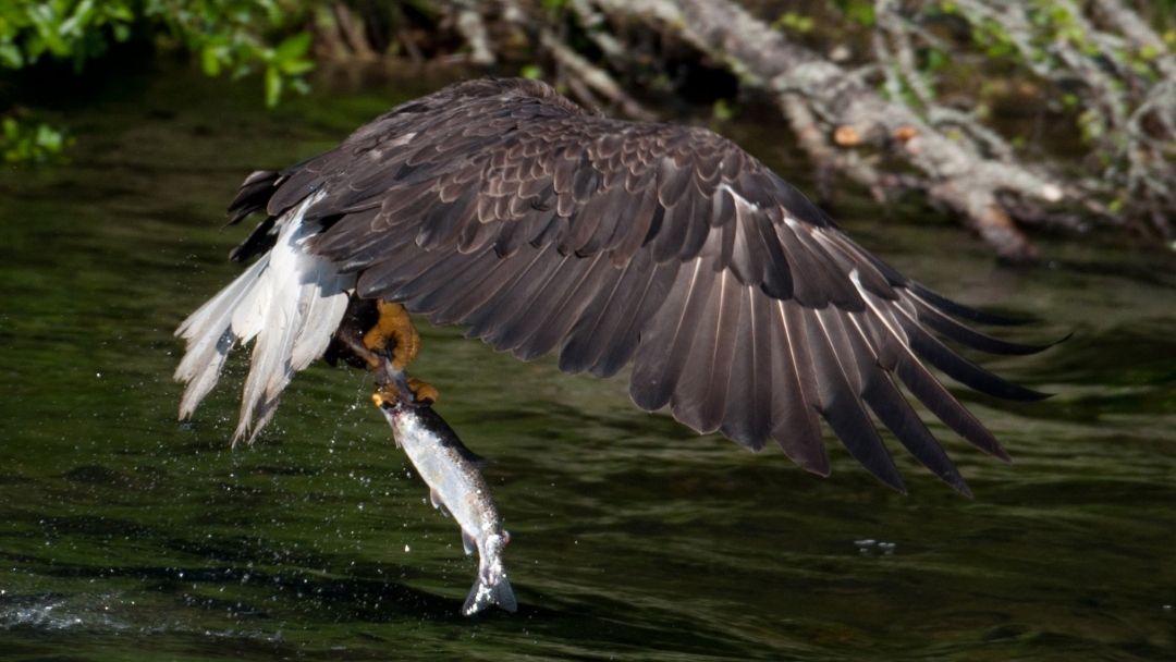 Eagle holding salmon in talons