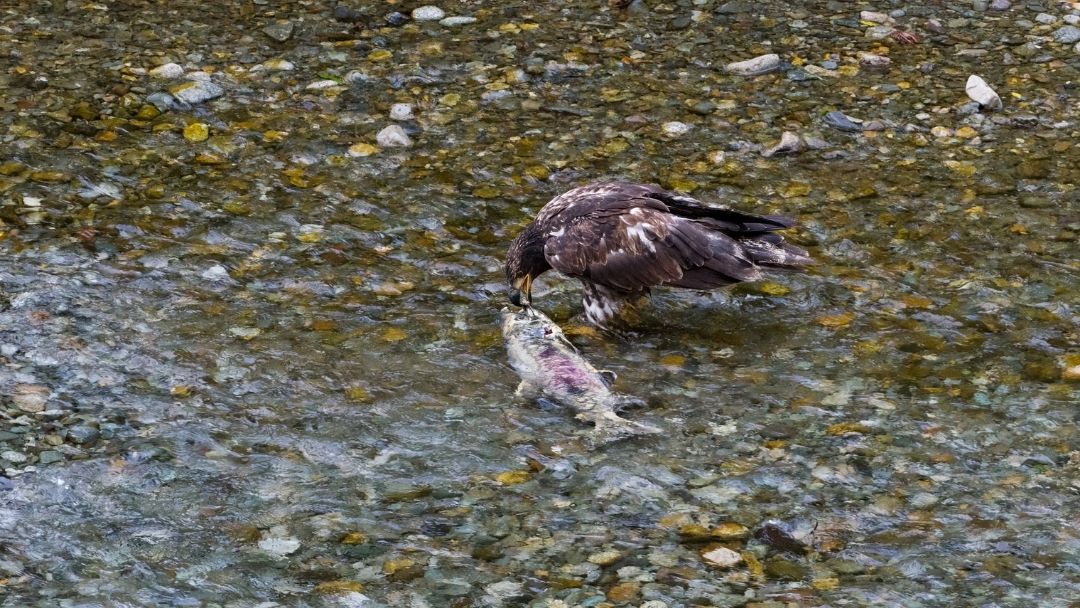 Bird feeding on salmon remains in shallow river