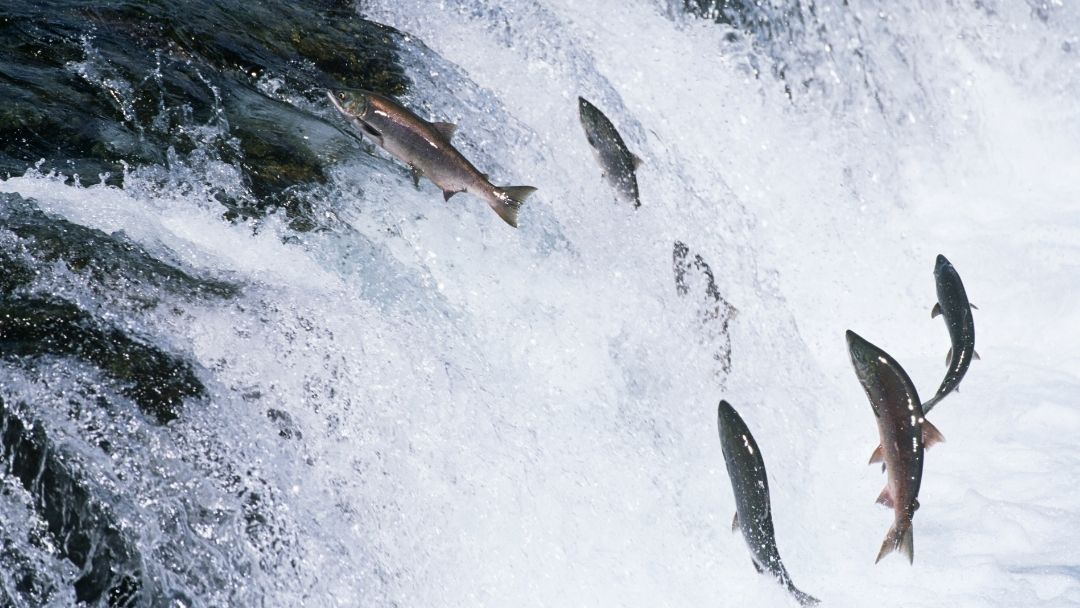 Salmon jumping up waterfall