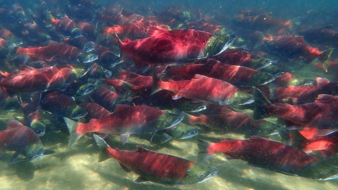 Sockeye salmon underwater