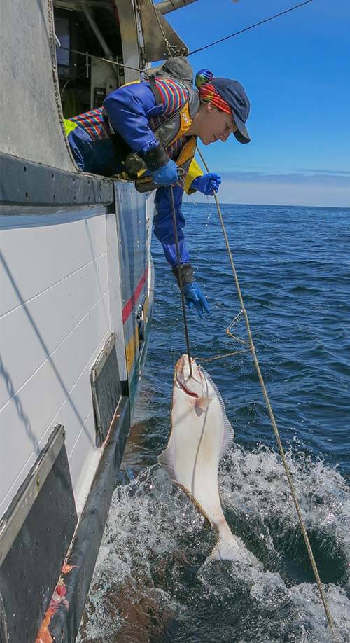 Tiare Boyes fishing for Wild Pacific Halibut on board her dad’s vessel 