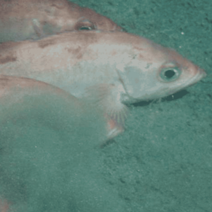 Aleutian Islands and Bering Sea Atka Mackerel, Pacific Ocean Perch, and Northern Rockfish and Gulf of Alaska Pacific Ocean Perch, Northern Rockfish, and Dusky Rockfish
