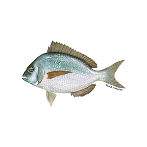 Atlantic Scup Trawl Fishery