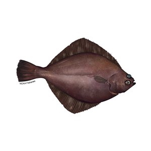 BSAI and GOA Flatfish