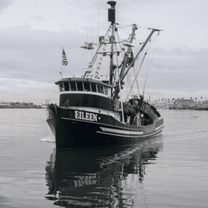 CWPA California Market Squid Purse Seine