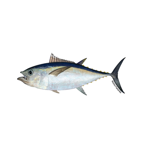 Hawaii Longline Swordfish, Bigeye, and Yellowfin Tuna Fishery